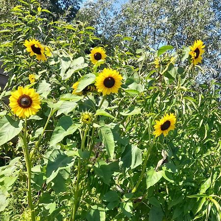 De Huifkar, Trekkershut Bij Sneek Ξενοδοχείο Hommerts Εξωτερικό φωτογραφία